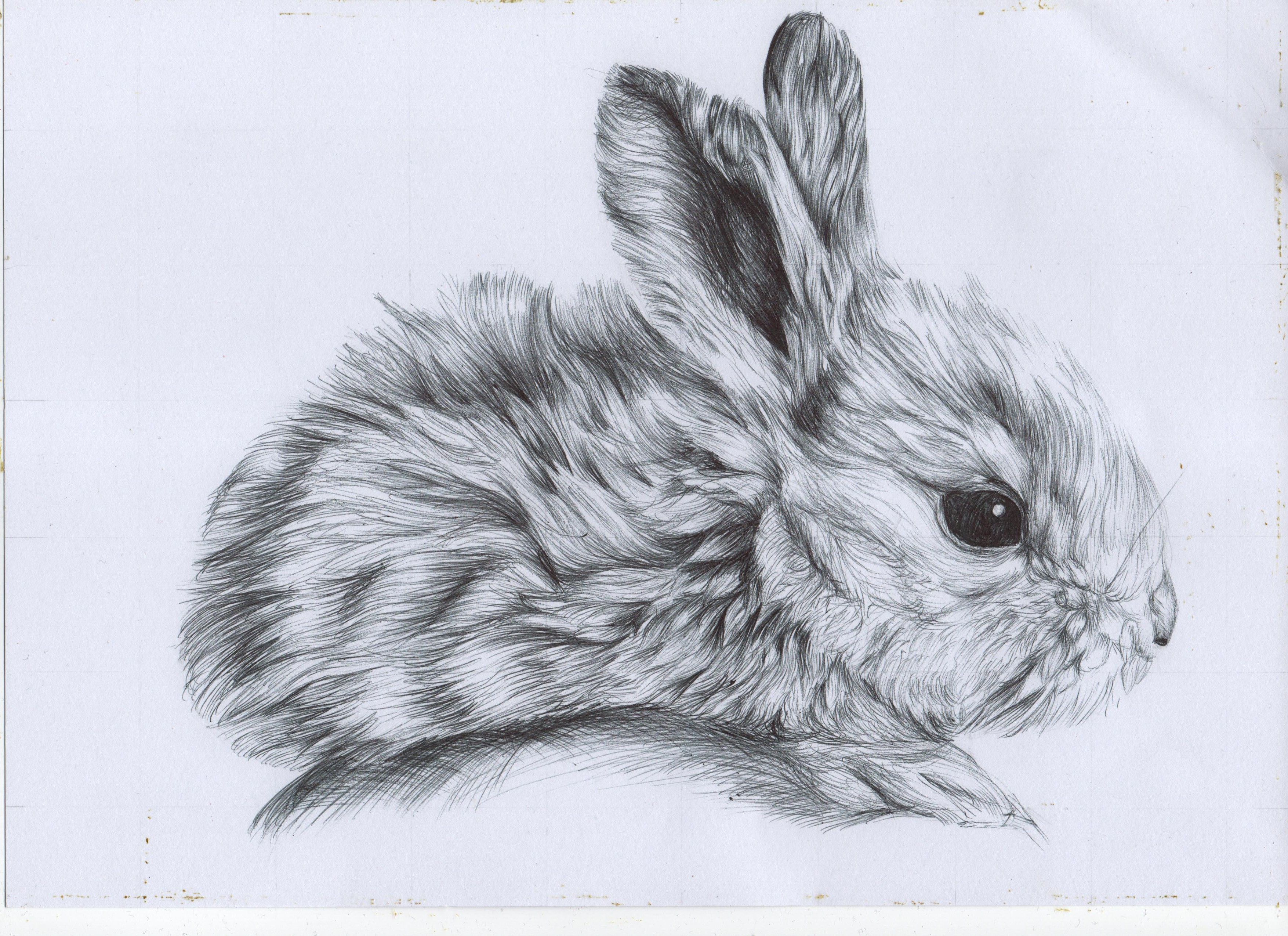 Bunny Rabbits Drawing at GetDrawings Free download