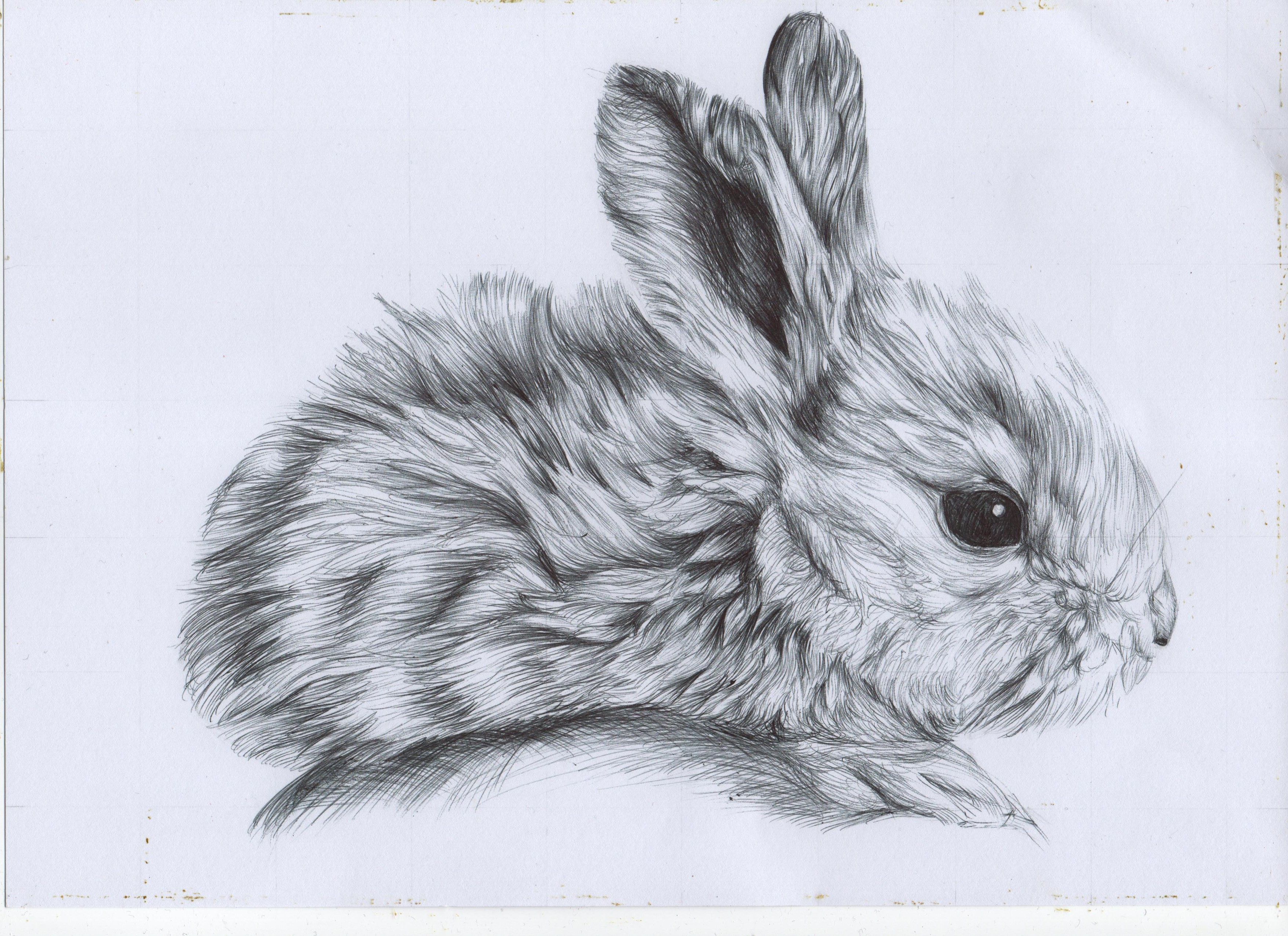 Bunny Rabbits Drawing At GetDrawings Free Download