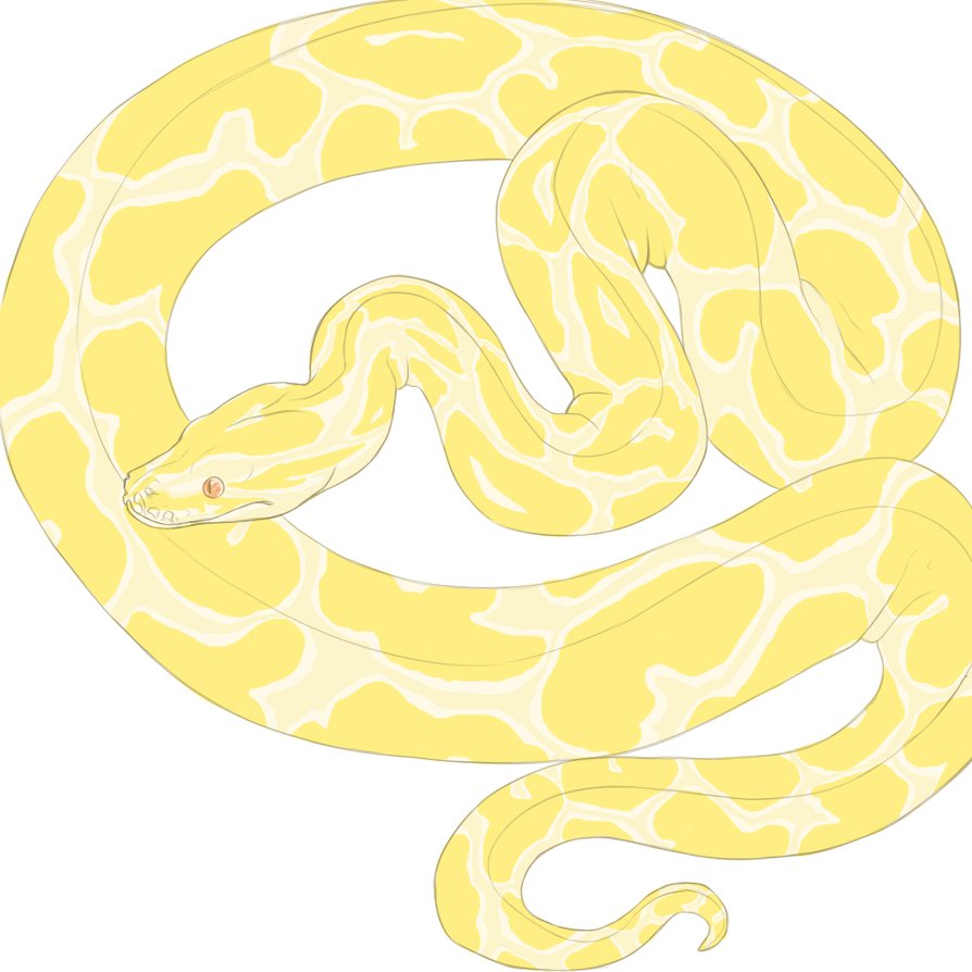 Burmese Python Drawing at GetDrawings Free download