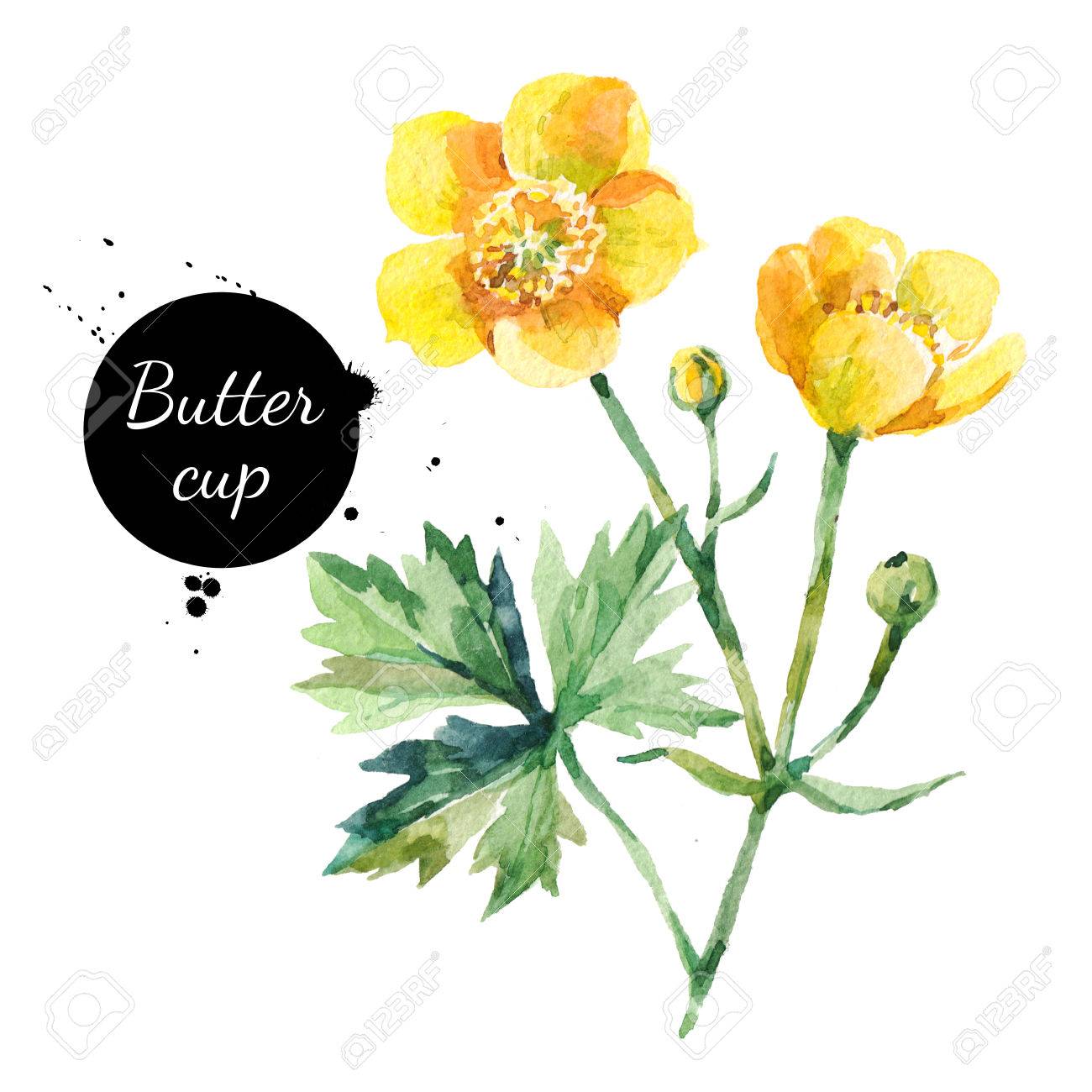 buttercup flower tattoo outline