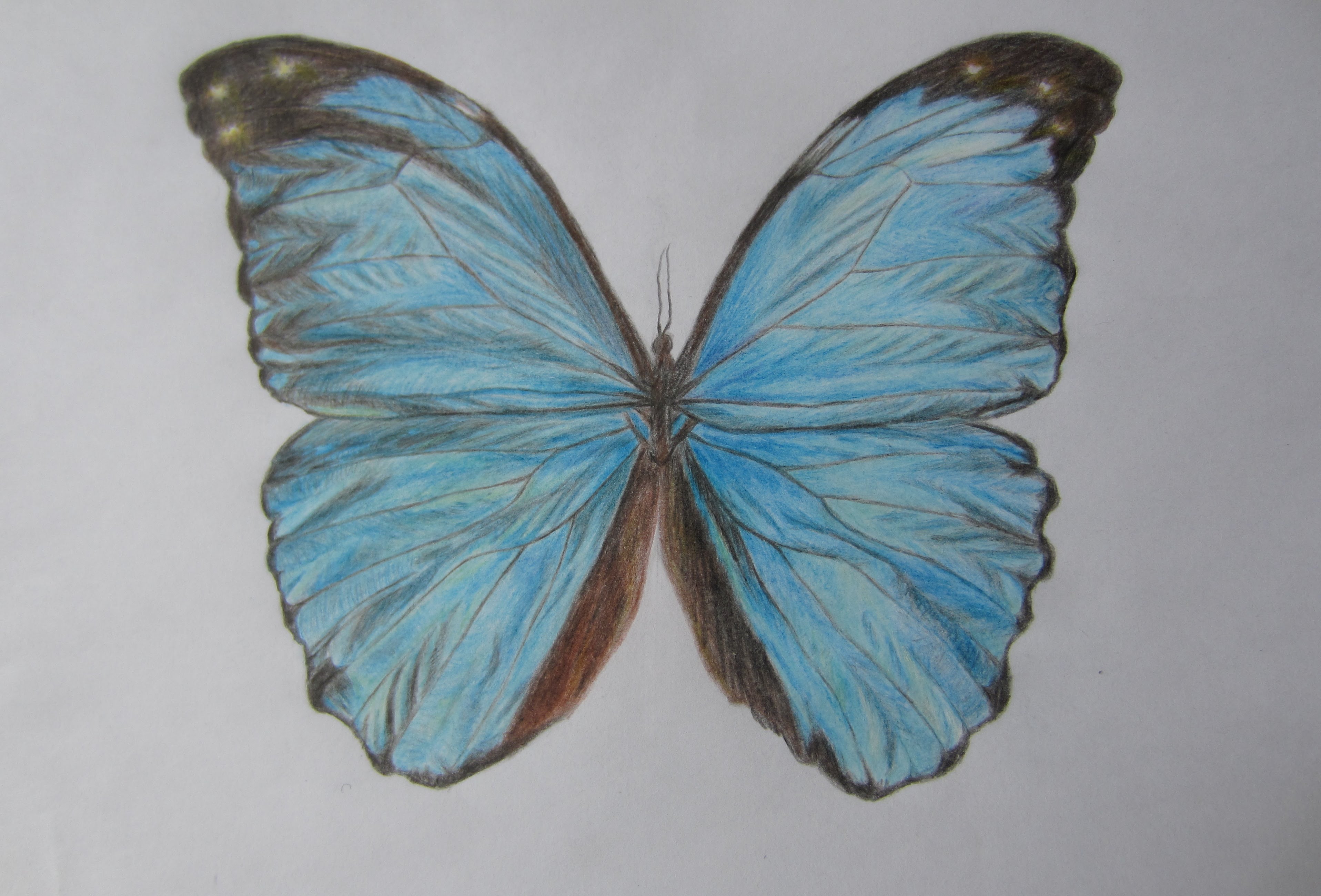3832x2600 Drawing Blue Butterfly With Color Pencils.
