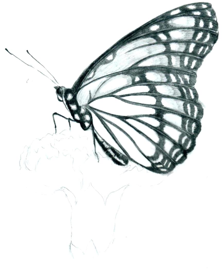 butterfly-drawing-template-at-getdrawings-free-download