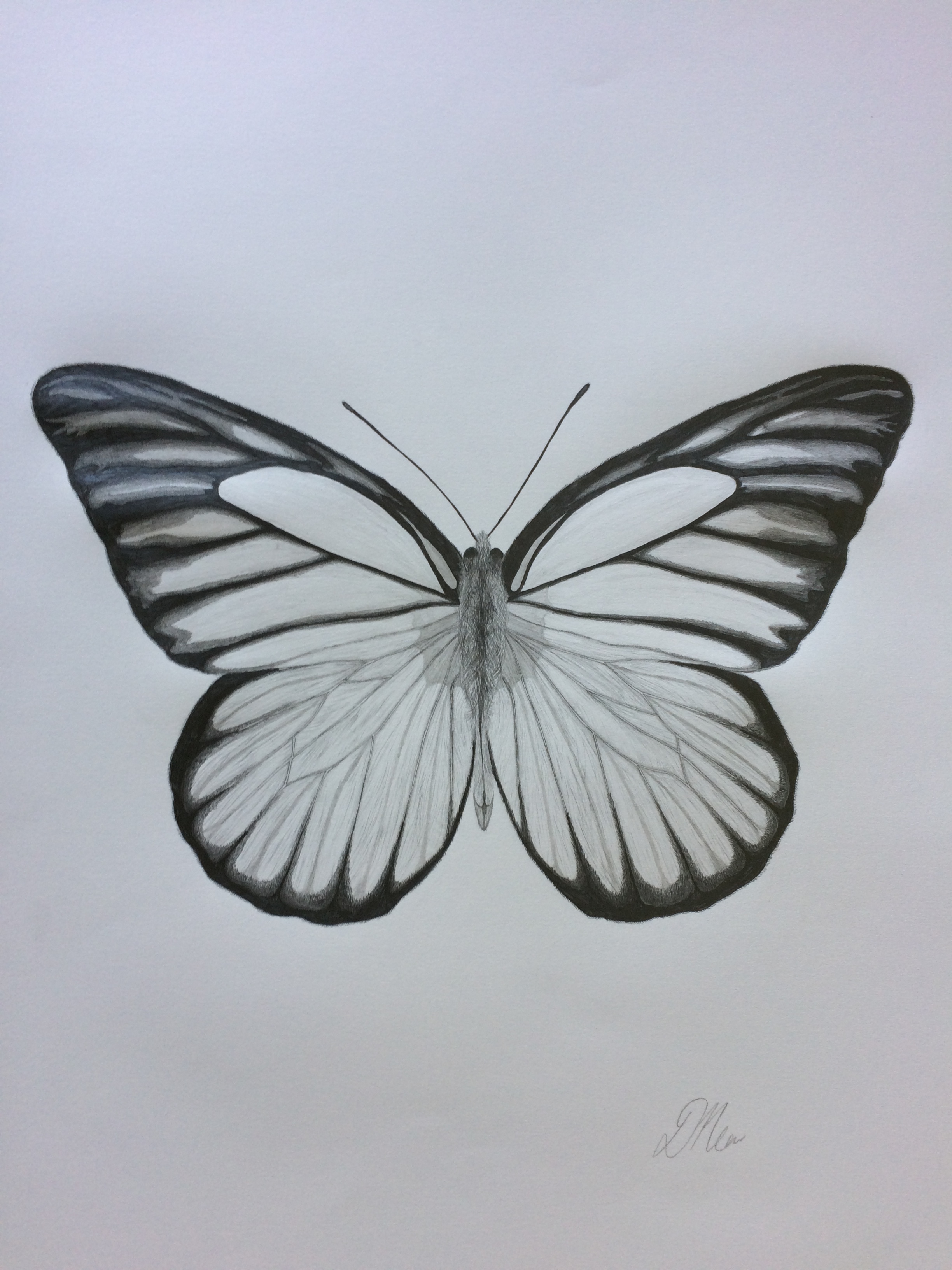 butterfly sketch line draiwng