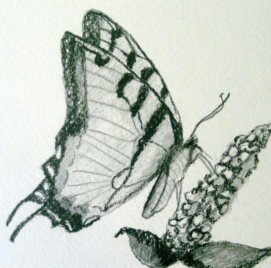 Butterfly Pencil Drawing At Getdrawings Free Download Easy pencil drawings pencil art cool drawings drawing sketches drawing ideas sketching vj art ballerina sketch ballet drawings. getdrawings com