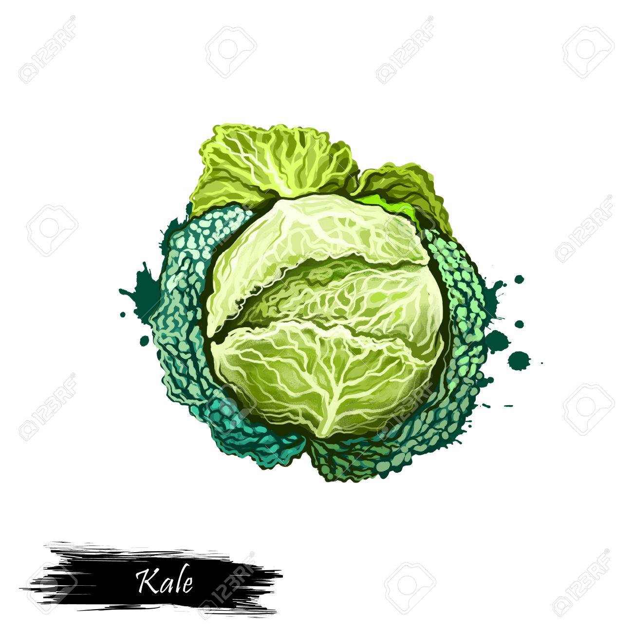 Cabbage Drawing at GetDrawings Free download