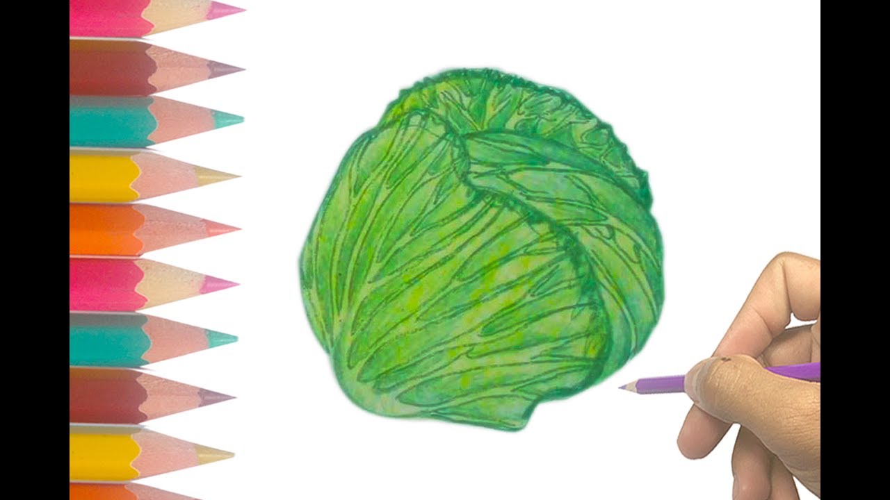Cabbage Drawing at GetDrawings Free download