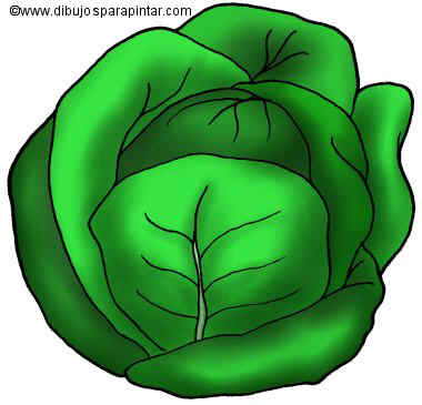 Cabbage Drawing at GetDrawings | Free download