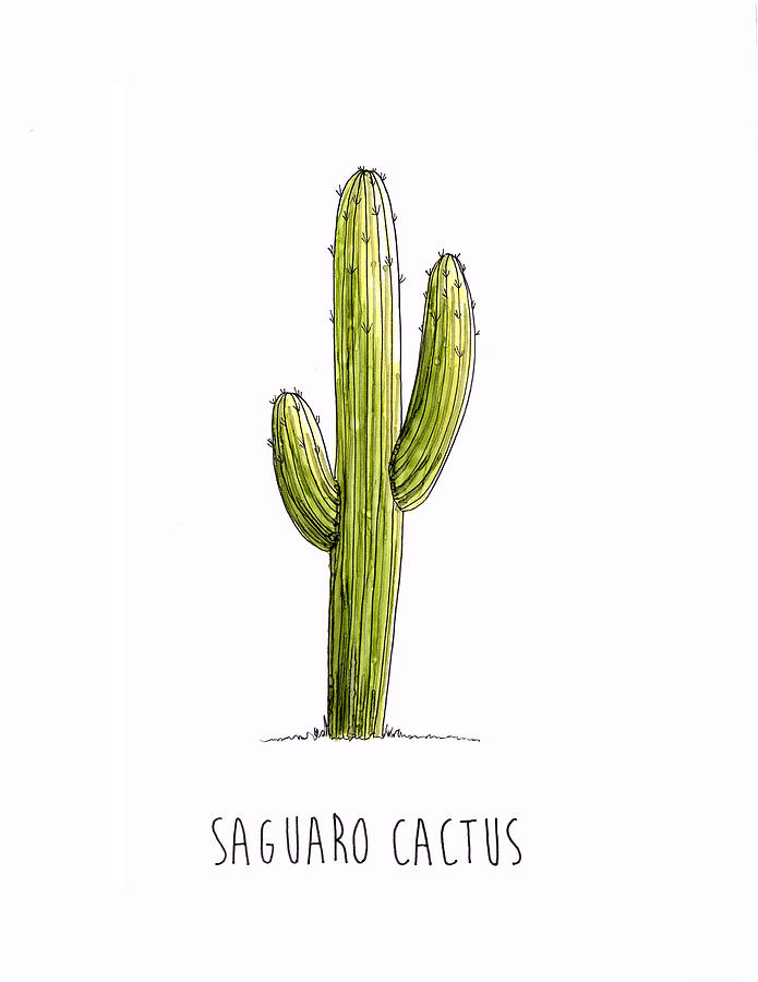 Cactus Drawing at GetDrawings | Free download