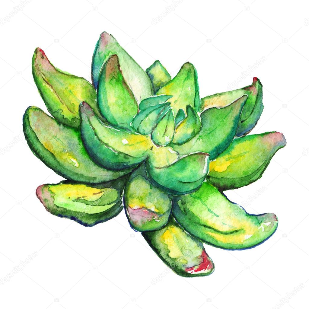 Cactus Flower Drawing at GetDrawings | Free download