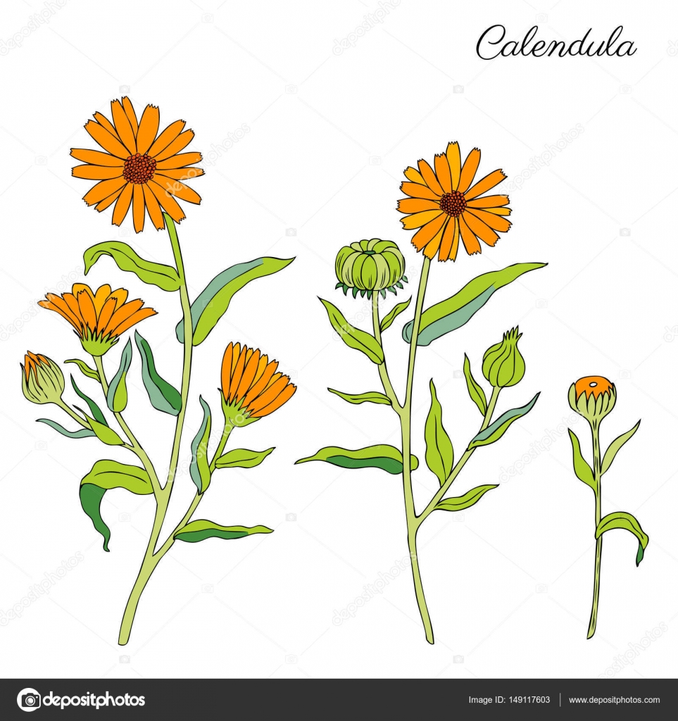 Calendula Flower Drawing at GetDrawings Free download