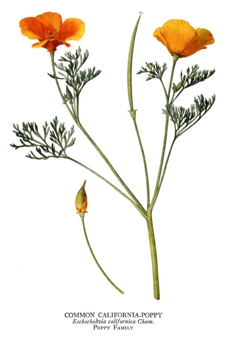 California Poppy Botanical Drawing at GetDrawings Free download