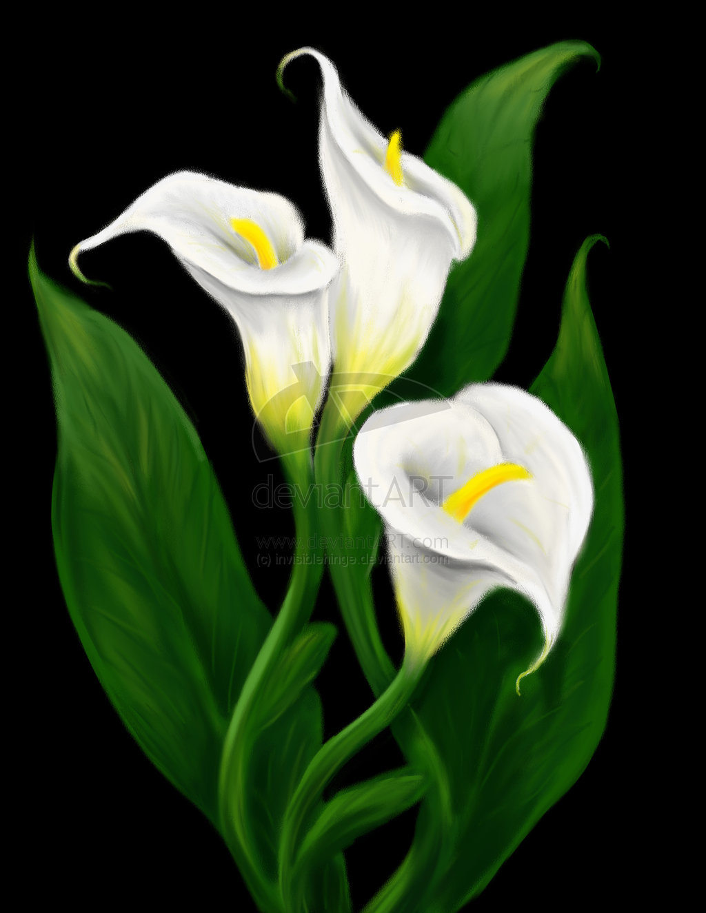 calla-lilies-drawing-at-getdrawings-free-download