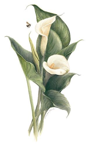 Calla Lily Flower Drawing at GetDrawings | Free download