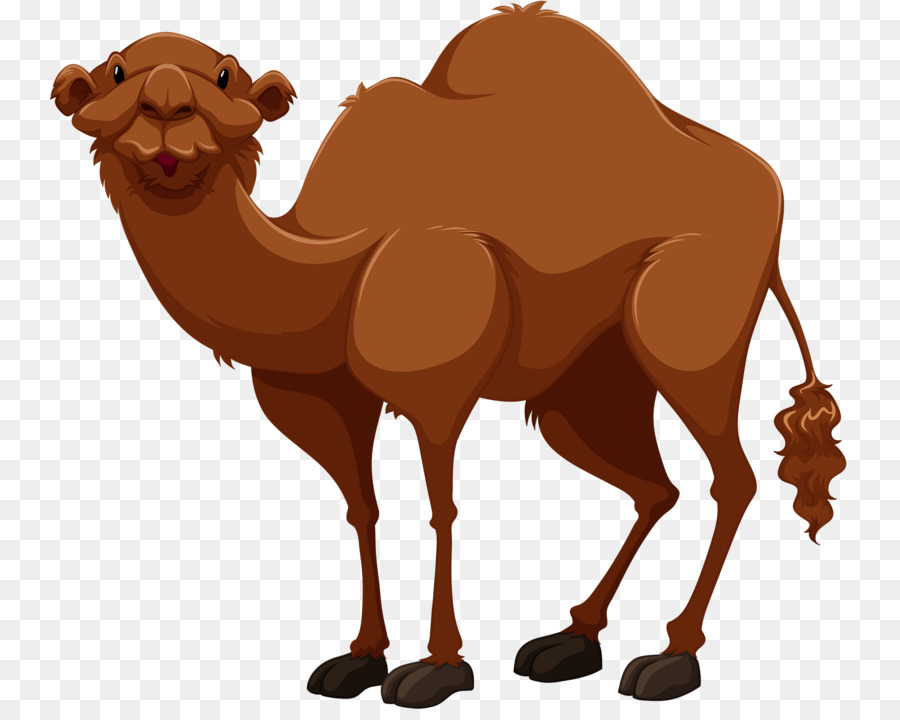 Camel Cartoon Drawing at GetDrawings Free download
