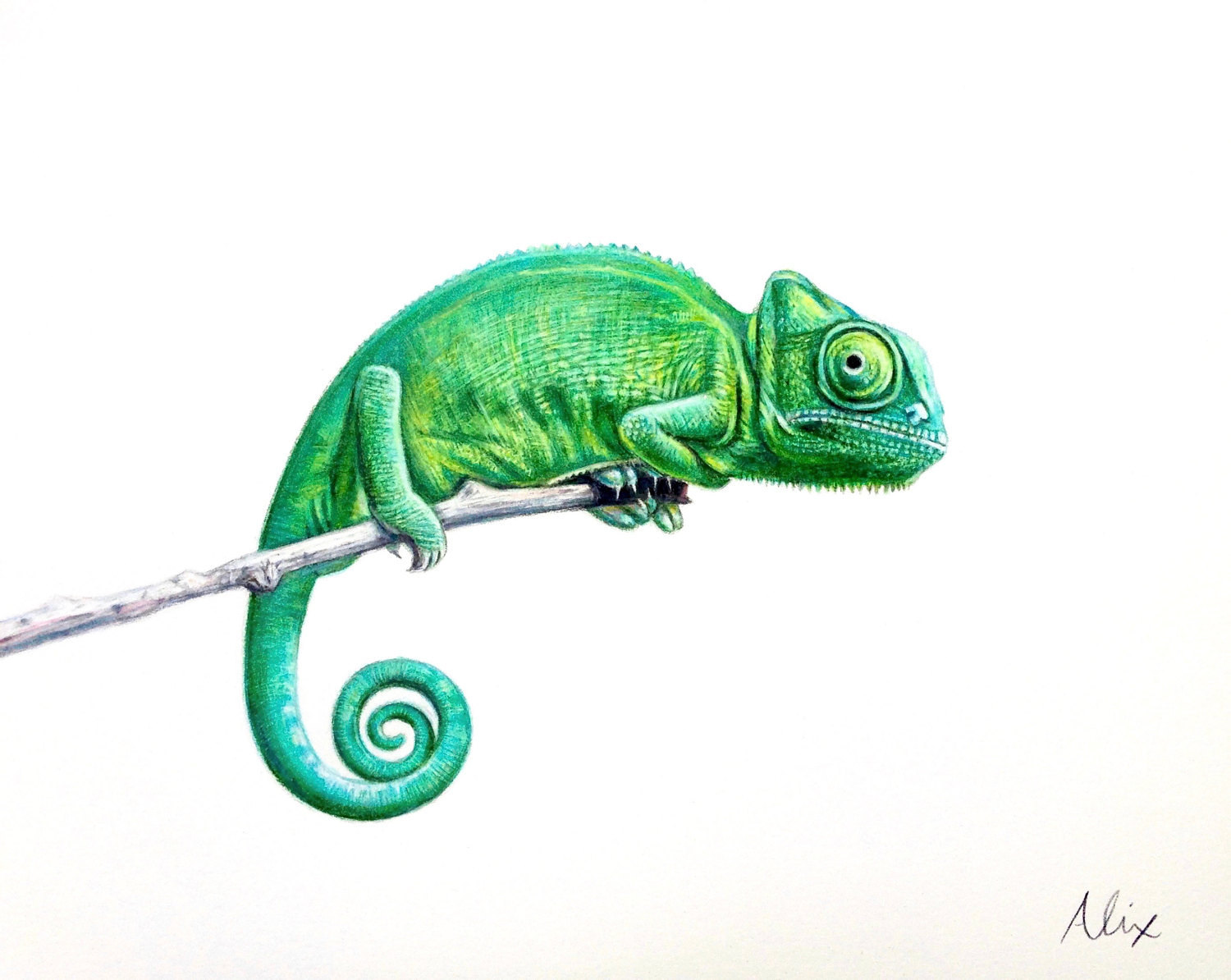  How To Draw A Chameleon of all time The ultimate guide 