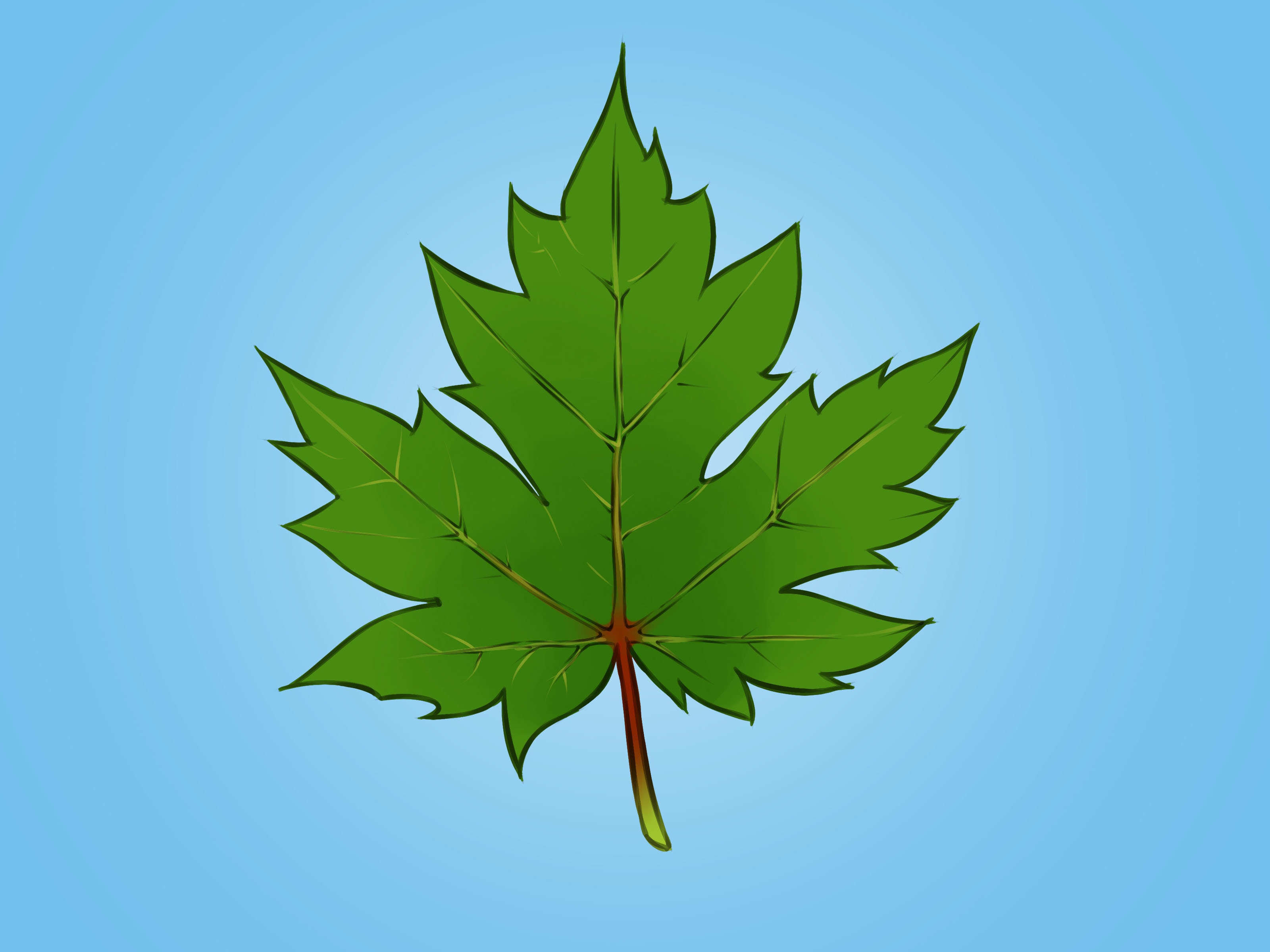 Canadian Leaf Drawing at GetDrawings Free download