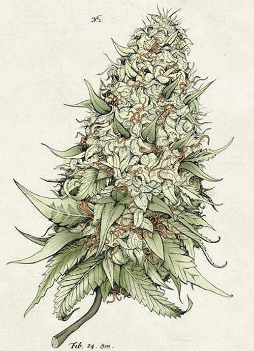 Cannabis Drawing at GetDrawings Free download