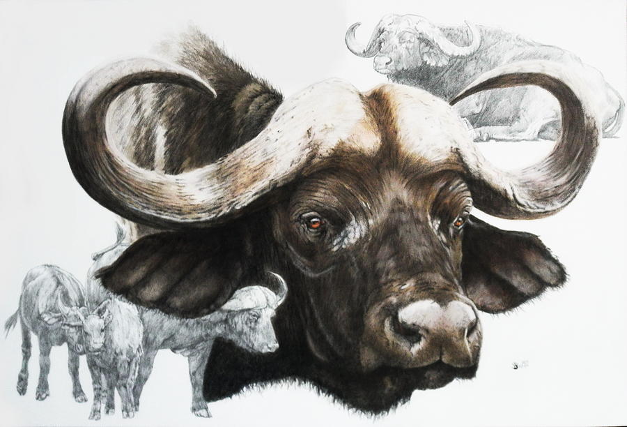 Cape Buffalo Drawing at GetDrawings Free download