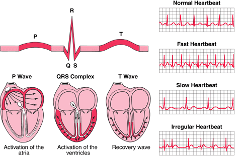 cardiac cycle notes