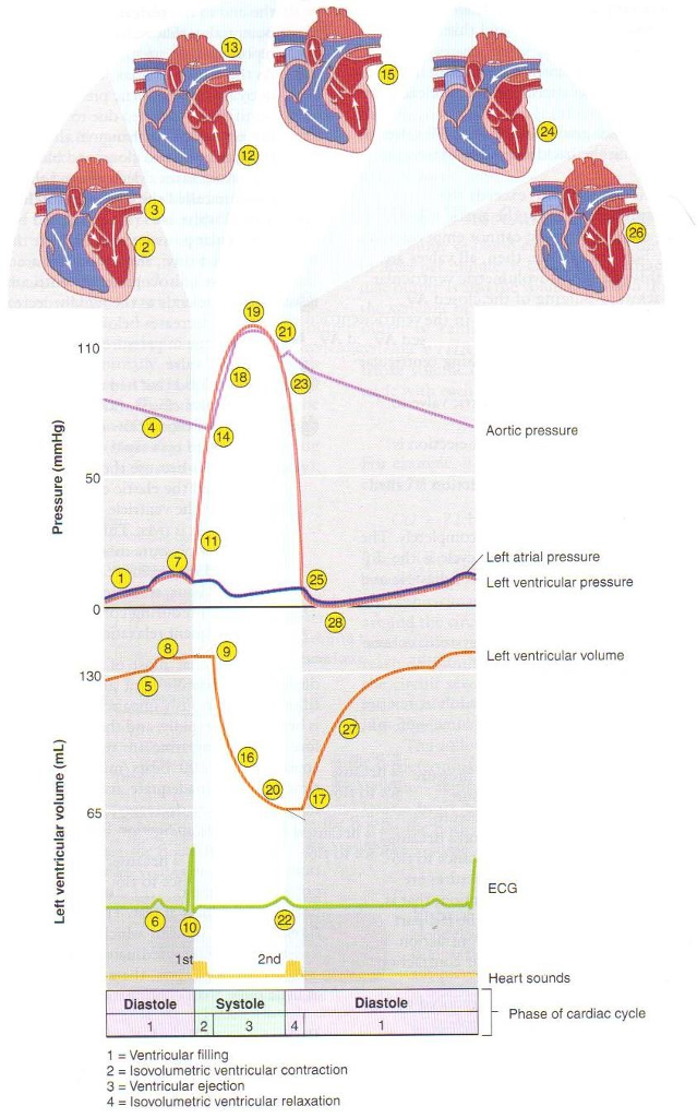 cardiac-cycle-drawing-at-getdrawings-free-download