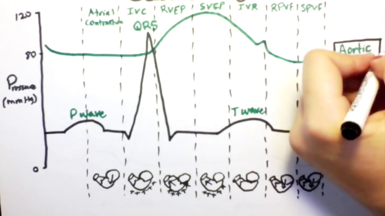 cardiac-cycle-drawing-at-getdrawings-free-download