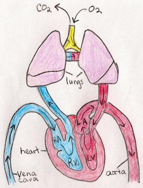 Cardiovascular System Drawing at GetDrawings | Free download