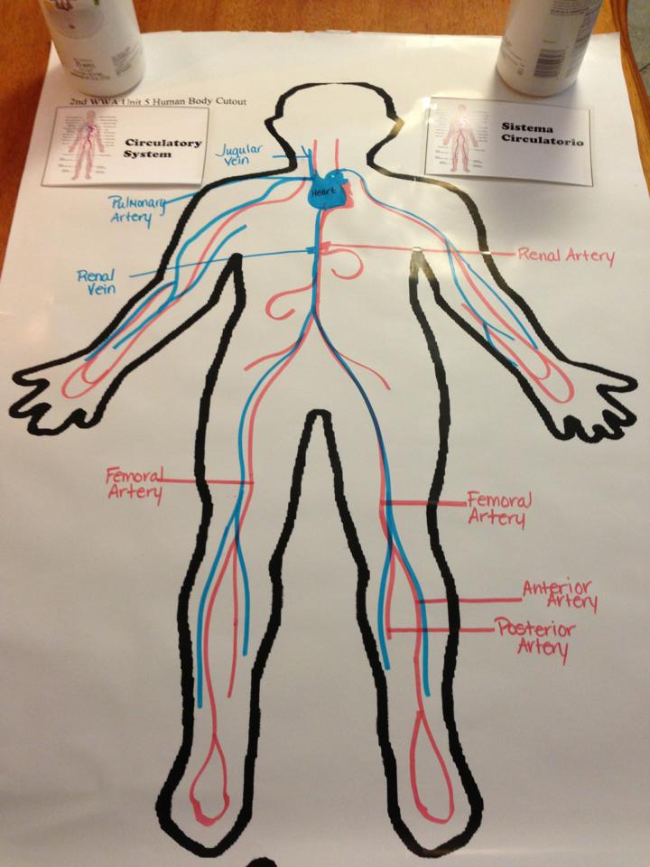 Cardiovascular System Drawing at GetDrawings Free download