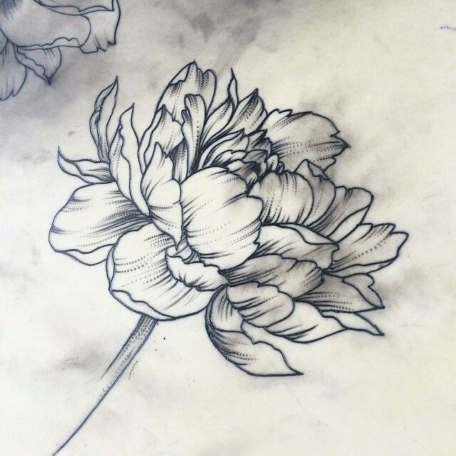 Carnation Flower Drawing at GetDrawings | Free download