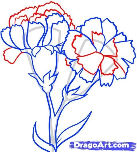 Carnation Flowers Drawing at GetDrawings | Free download