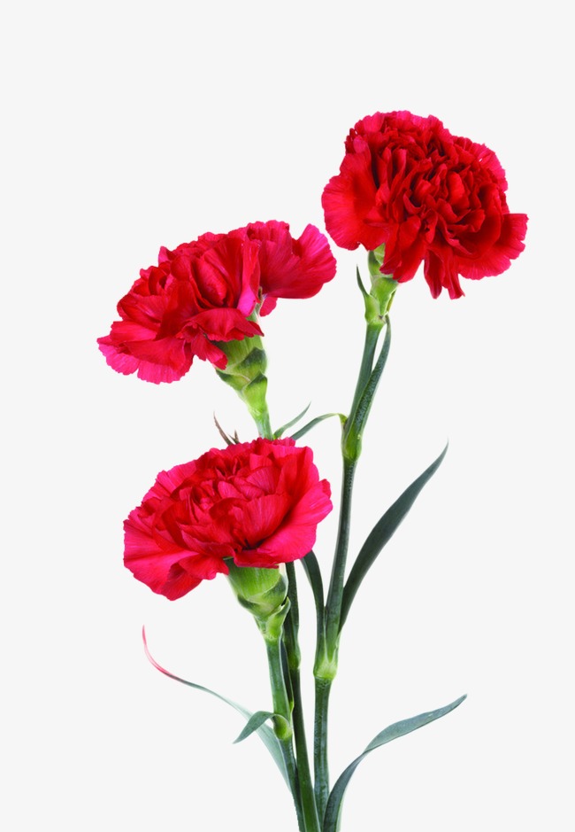 Carnation Flowers Drawing at GetDrawings | Free download