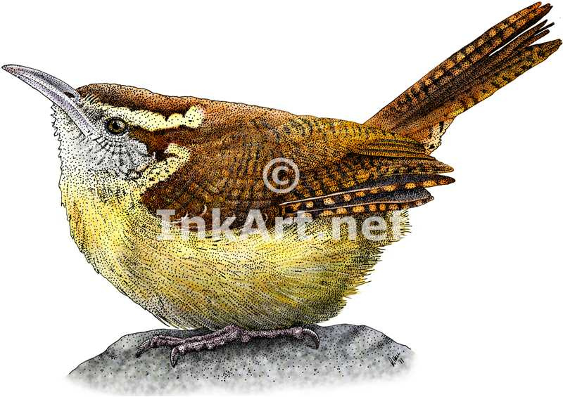 Carolina Wren Drawing at GetDrawings | Free download