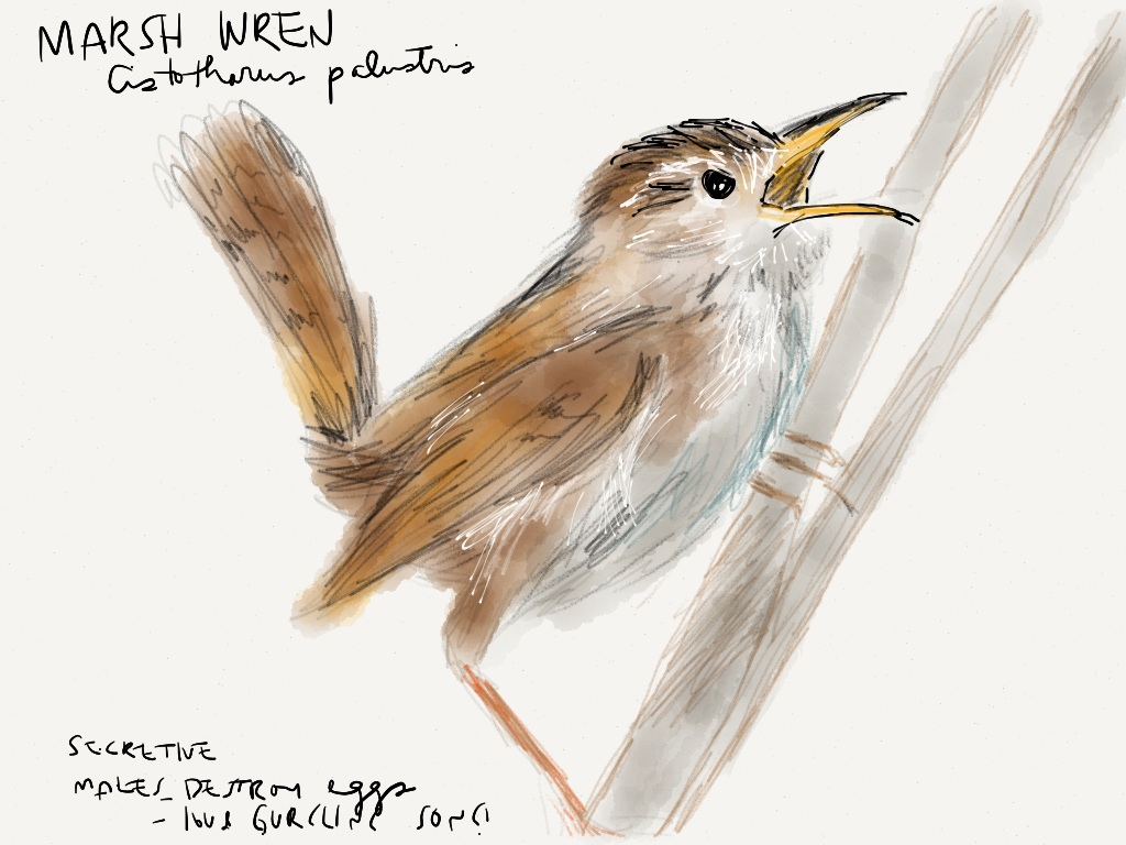 Carolina Wren Drawing at GetDrawings Free download