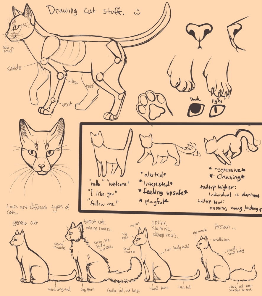Cat Anatomy Drawing at GetDrawings Free download