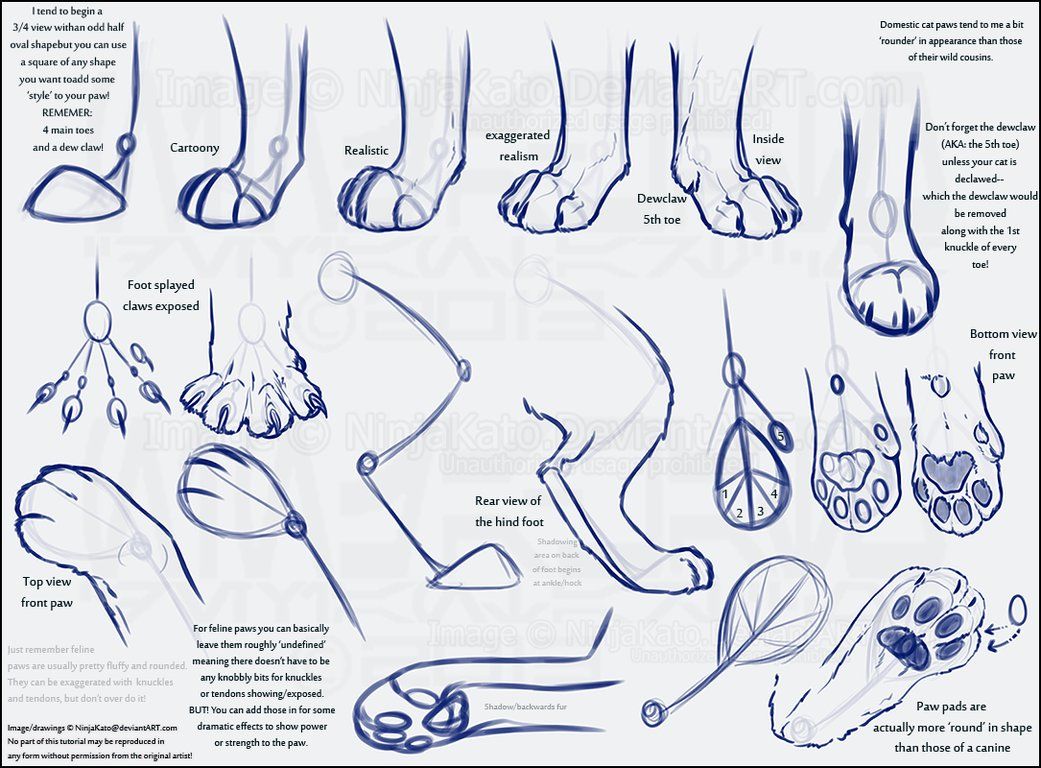 Cat Anatomy For Drawing At GetDrawings | Free Download