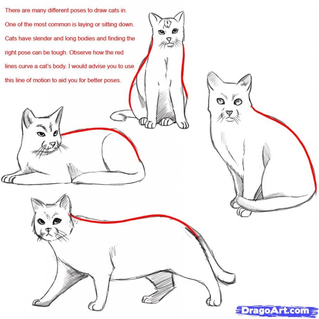 cat drawing poses