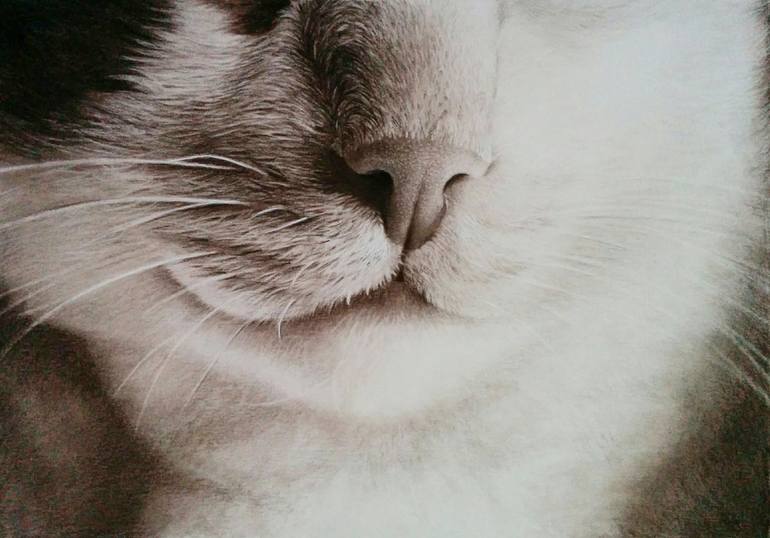 Cat Nose Drawing at GetDrawings Free download