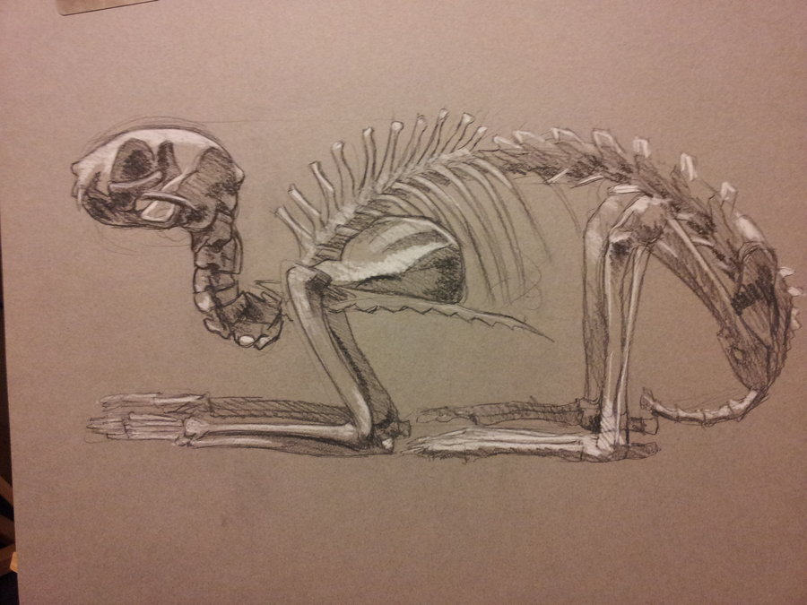 Cat Skeleton Drawing at GetDrawings Free download