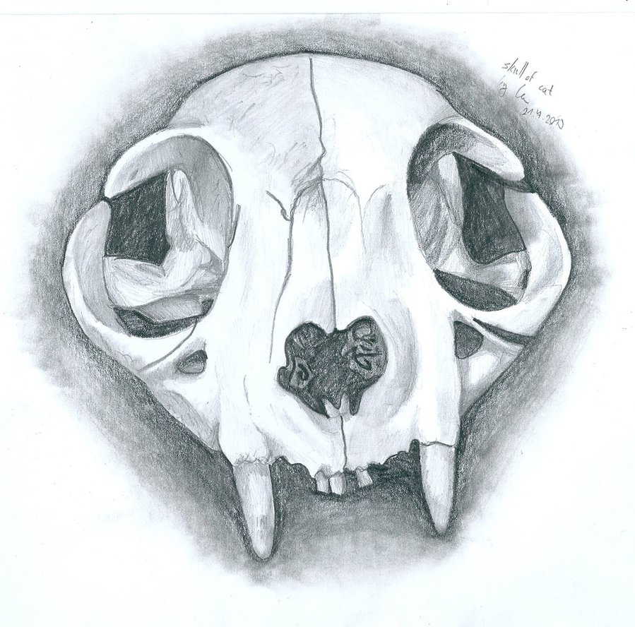 Cat Skull Drawing at GetDrawings Free download