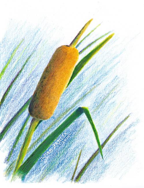 Cattail Drawing at GetDrawings | Free download