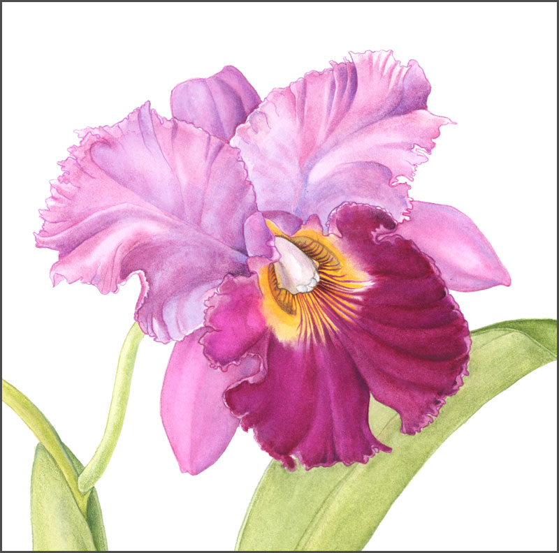 Cattleya Orchid Drawing at GetDrawings Free download