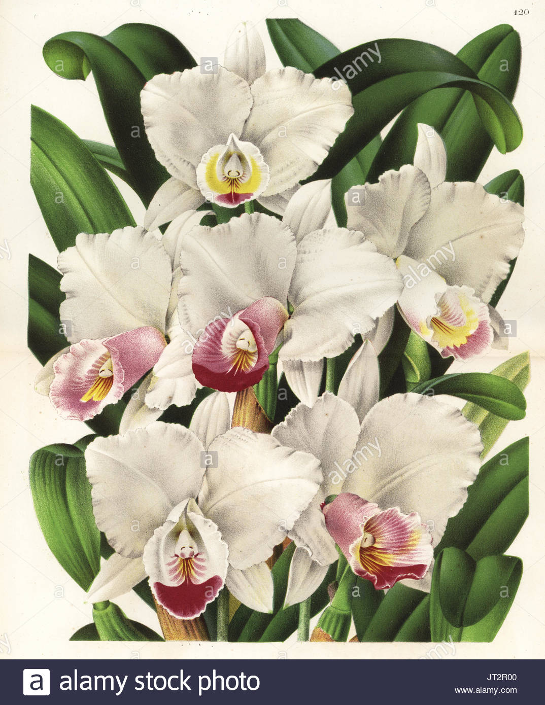 Cattleya Orchid Drawing at GetDrawings Free download