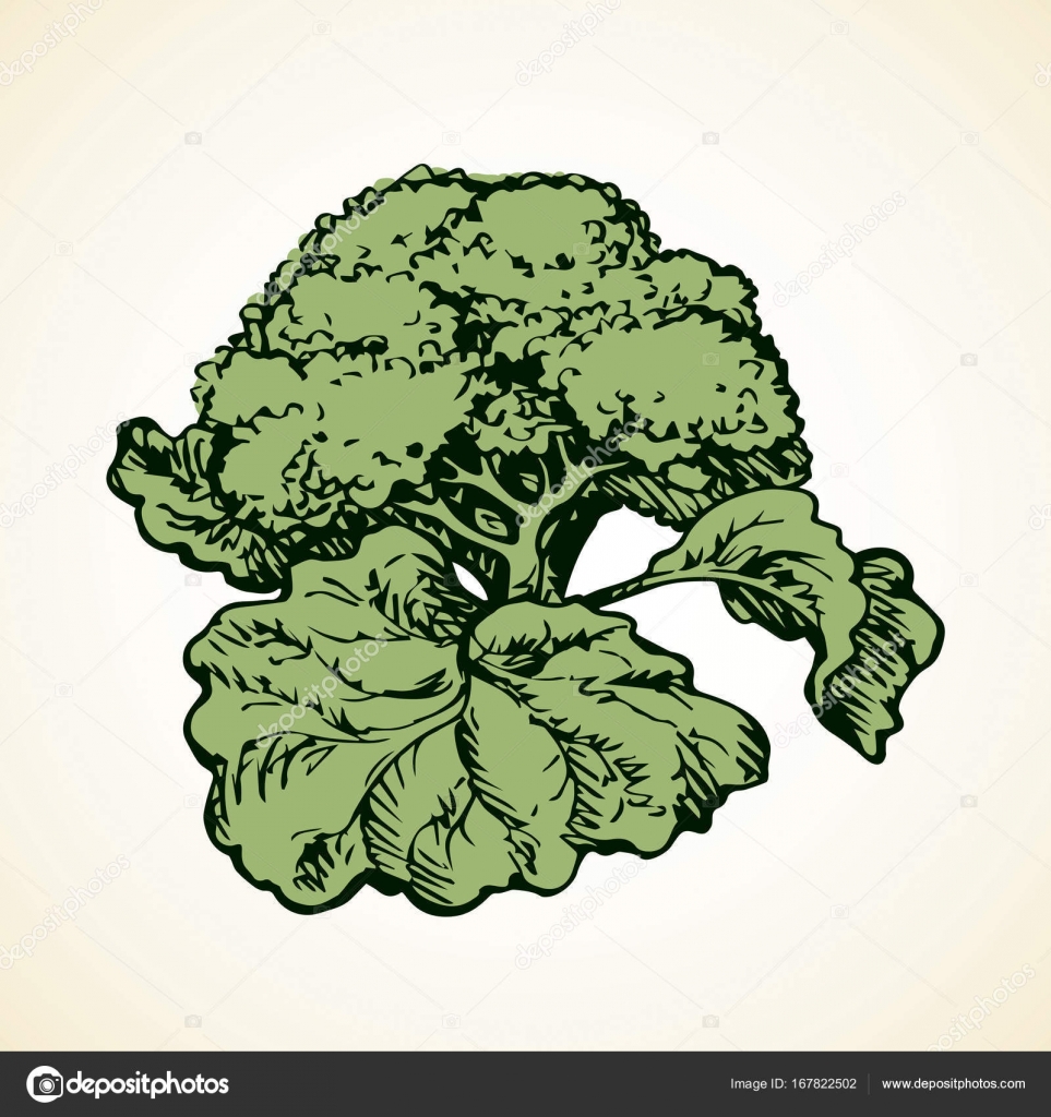 Cauliflower Drawing at GetDrawings | Free download