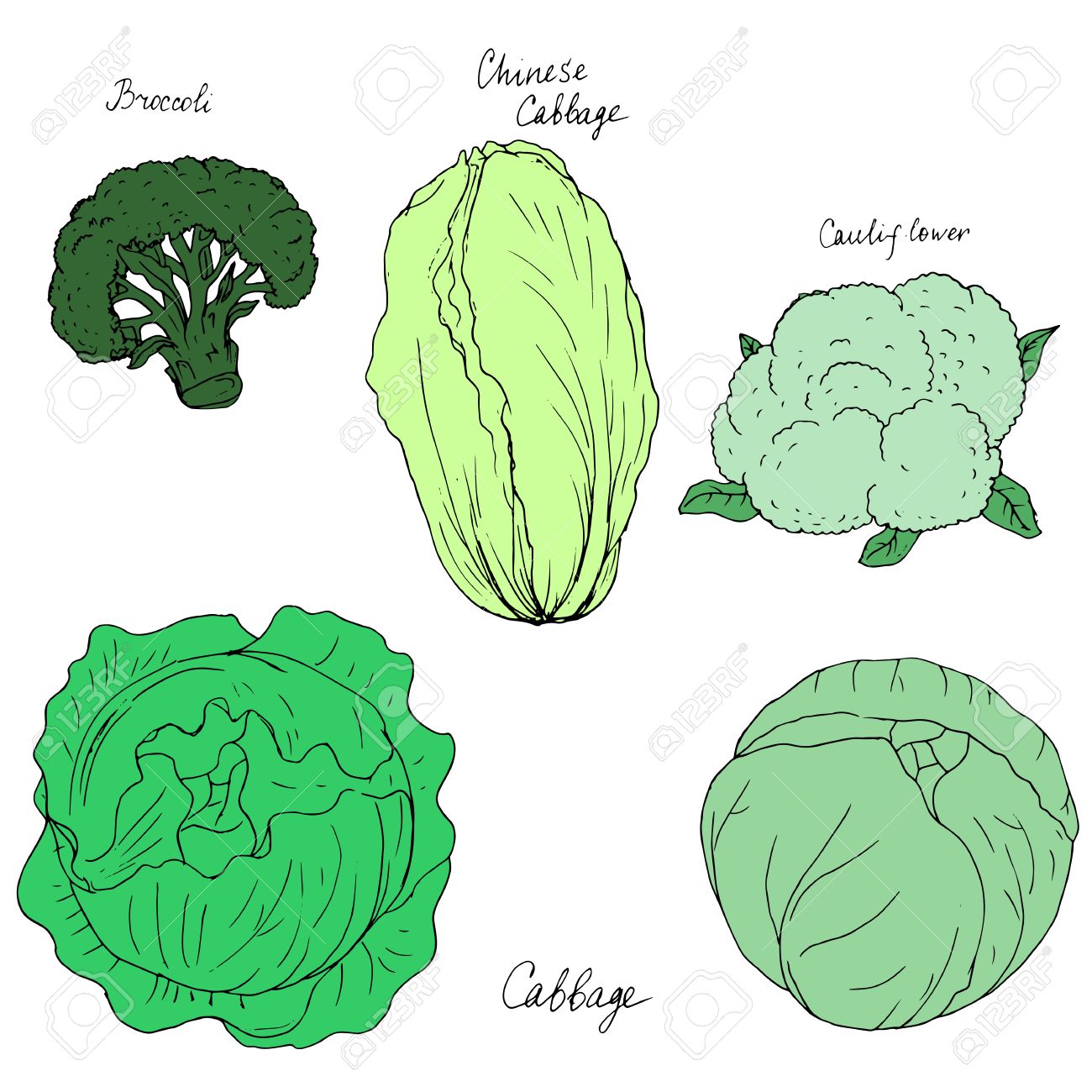 Cauliflower Drawing at GetDrawings | Free download