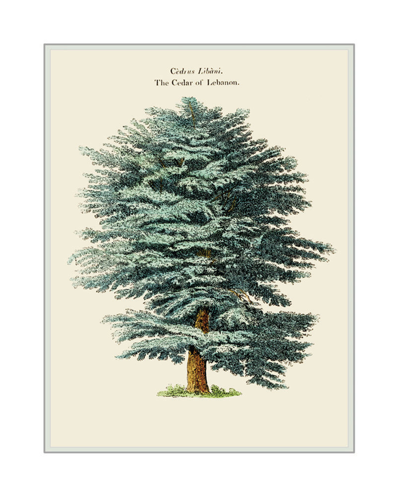 Cedar Tree Drawing at GetDrawings Free download