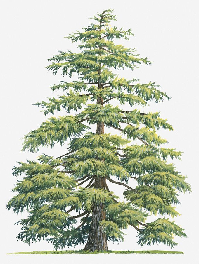 Cedar Tree Drawing at GetDrawings Free download