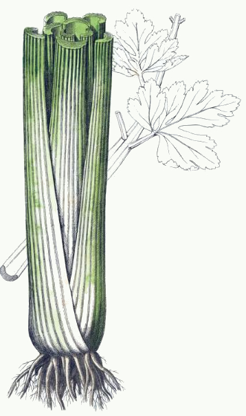 Celery Drawing at GetDrawings | Free download