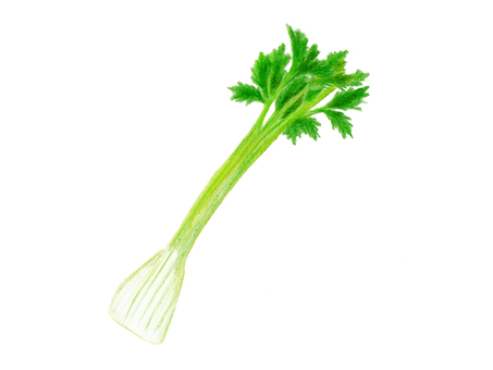 Celery Drawing at GetDrawings | Free download