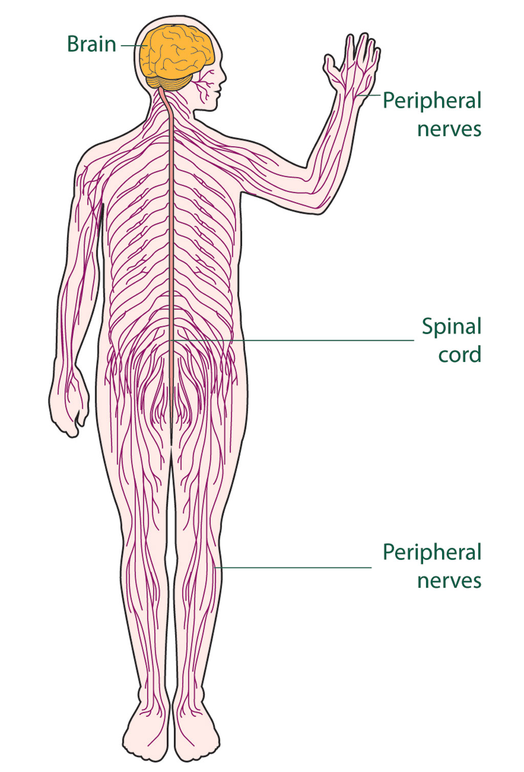 Central Nervous System Drawing at GetDrawings Free download