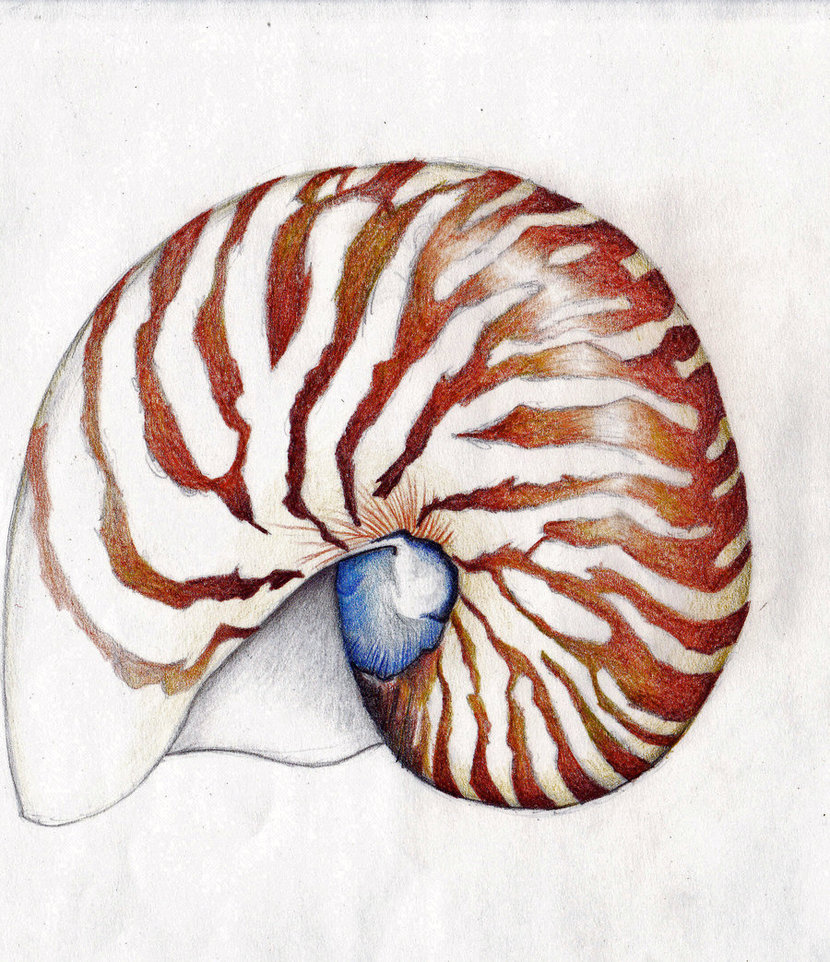 Chambered Nautilus Drawing at GetDrawings | Free download