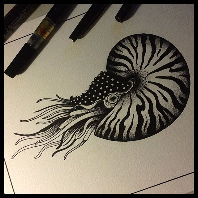 Chambered Nautilus Drawing at GetDrawings | Free download